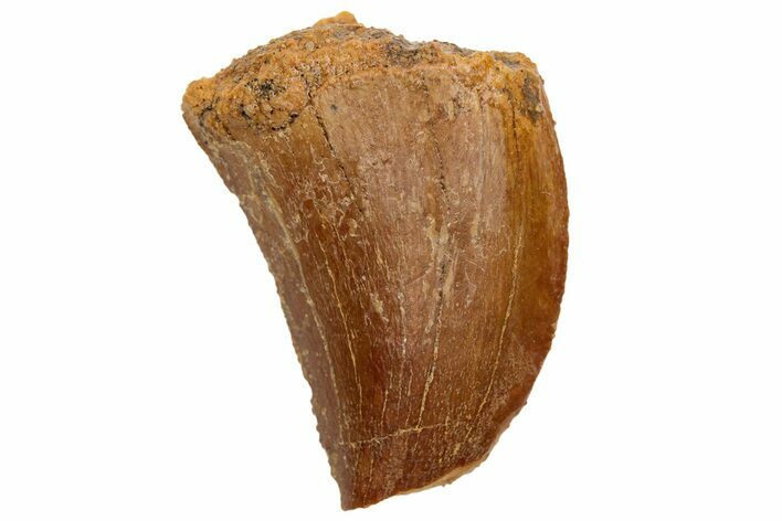 Serrated, Juvenile Carcharodontosaurus Tooth #233081